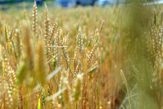 金黄小麦 成熟小麦 麦穗