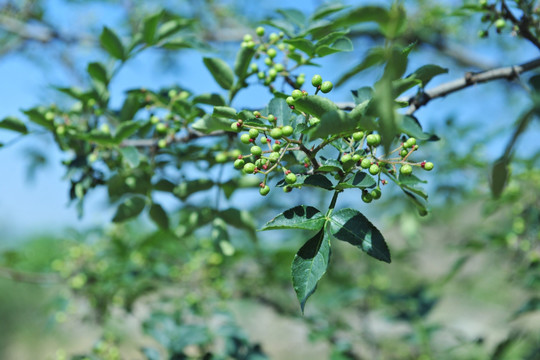 花椒 青花椒 花椒树