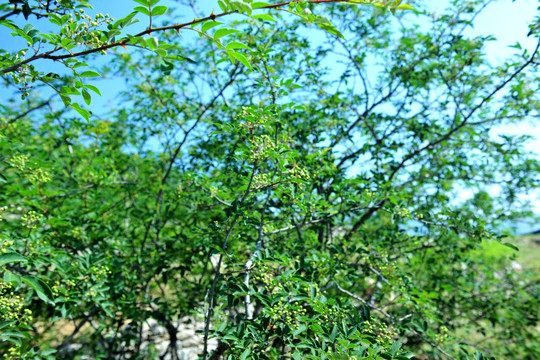 花椒树 花椒