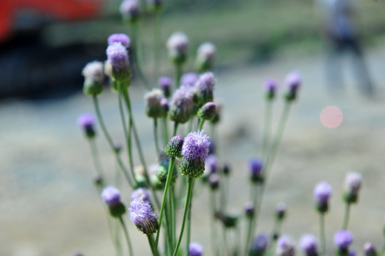 野花 花草