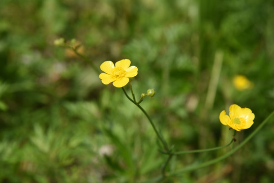 黄色野花