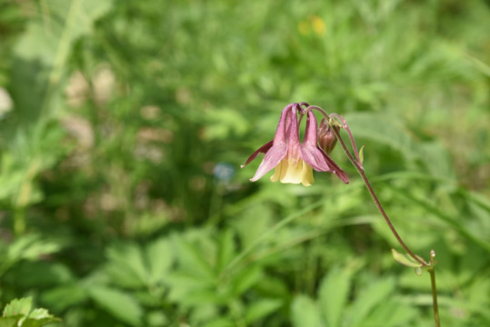 紫色 野花