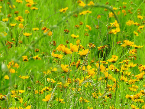 野黄菊花