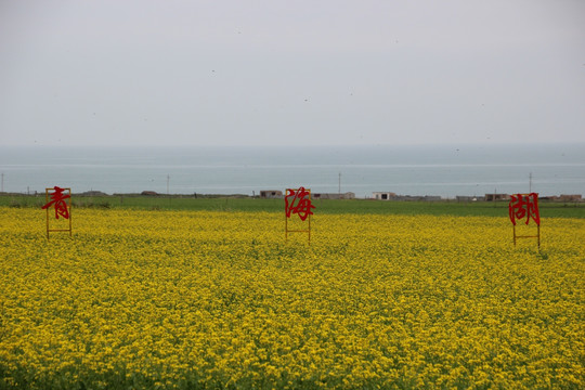 青海湖油菜花