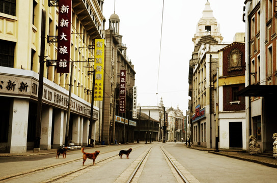 老上海街景 街头流浪狗
