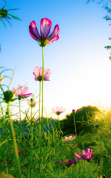 格桑花