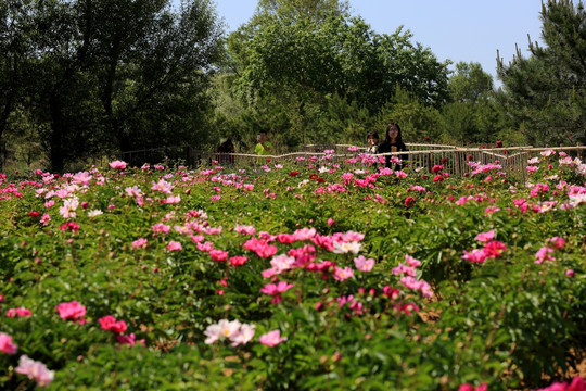 芍药园