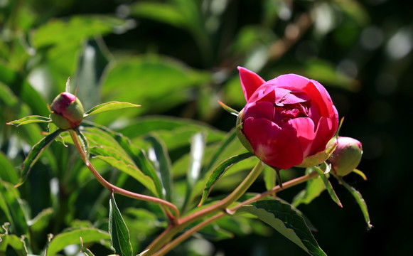 芍药花