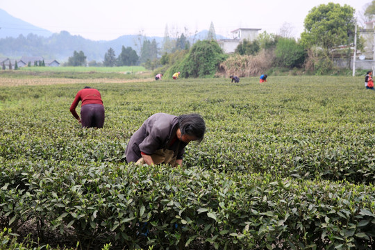 茶园 采茶 采茶女 春天