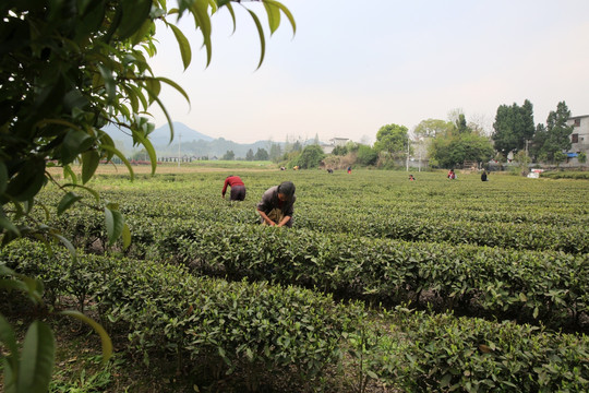 茶园 采茶 采茶女 春天