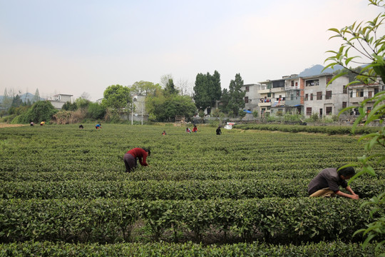 茶园 采茶 采茶女 春天 茶叶