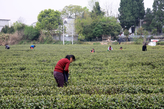 茶园 采茶 采茶女 春天