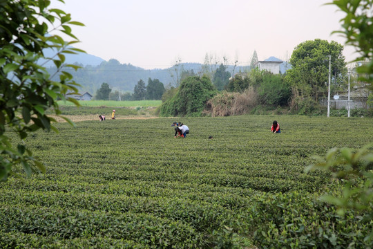 茶园 采茶 采茶女 春天