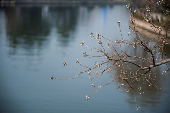 河边蒴果