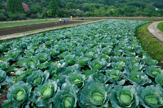 杭州八卦田