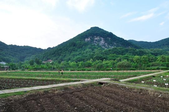 杭州八卦田