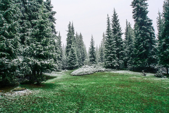 雪地雪松