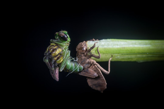 蜻蜓脱壳