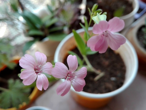 王不留行花 麦蓝菜