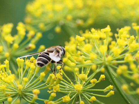 蜜蜂