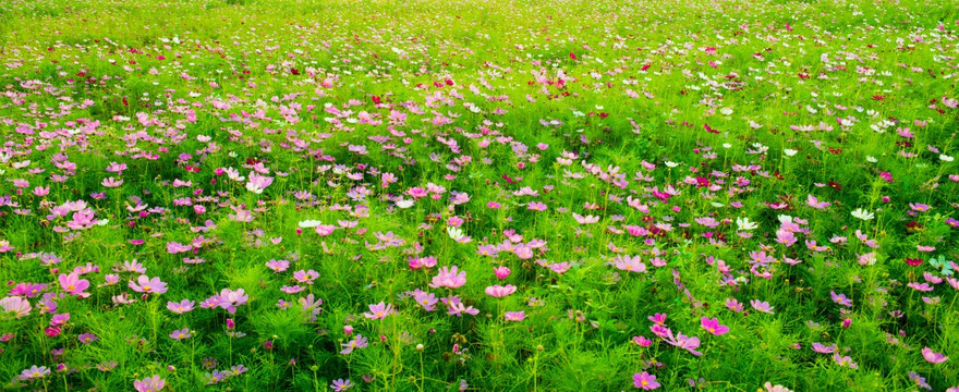 格桑花