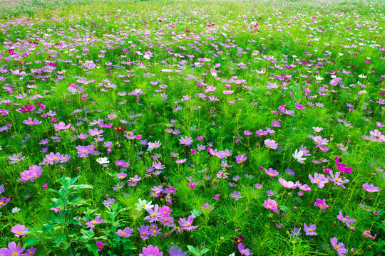 格桑花