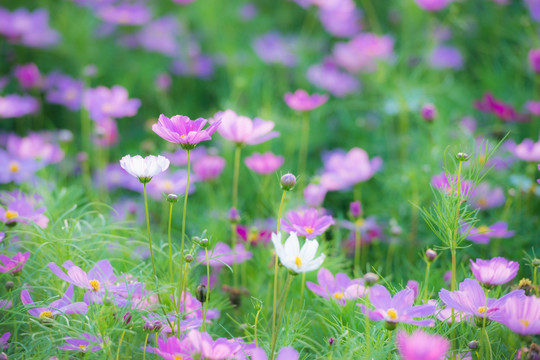 格桑花