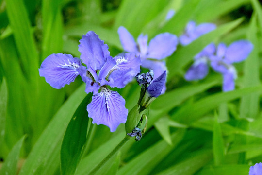 马兰花