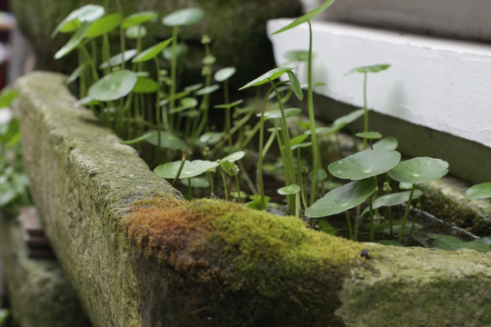 铜钱草