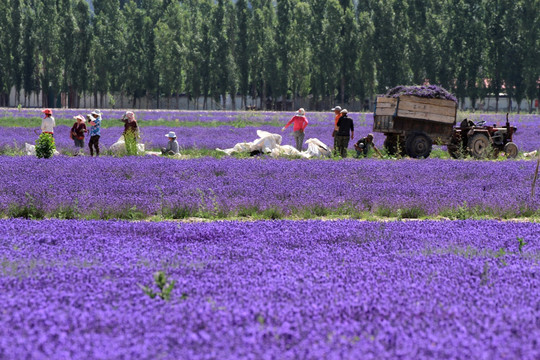 薰衣服草收割场景