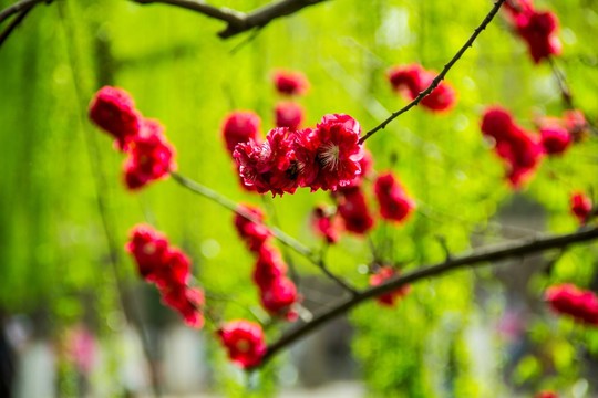 雨后花朵