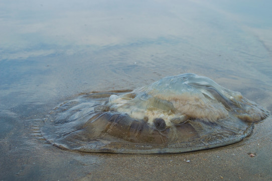 海邊擱淺的水母