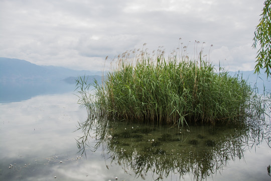 泸沽湖的水草