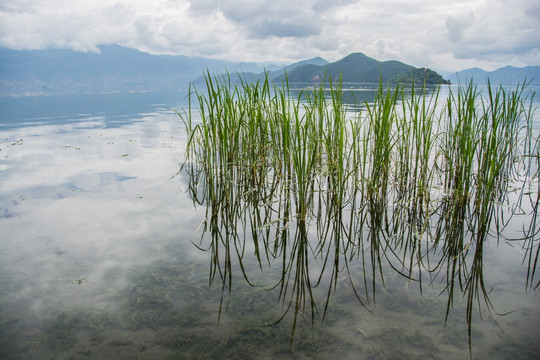 水草