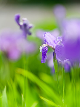 鸢尾花