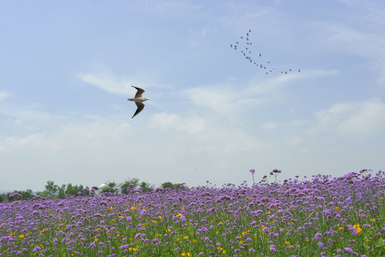 紫色花海和飞鸟