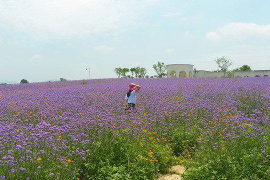 紫色花海 柳叶马鞭草花田