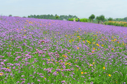 紫色花海 柳叶马鞭草花田