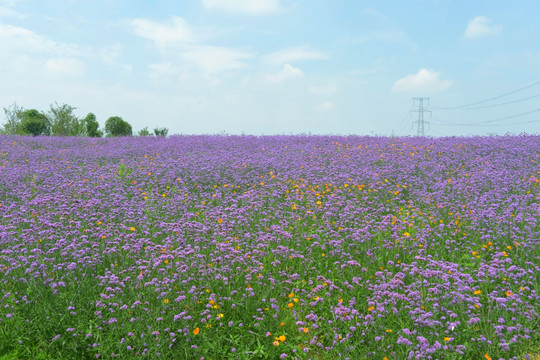 原野田园 紫色花海