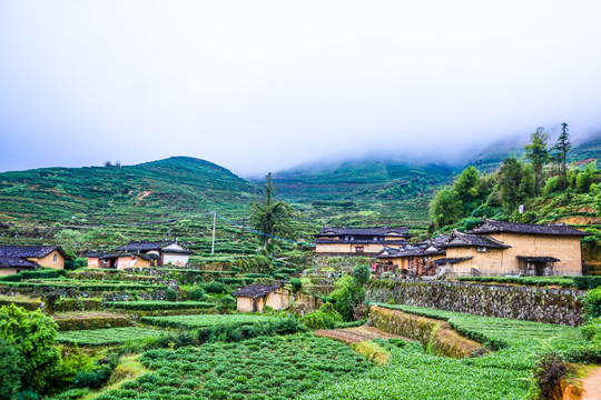 茶农老村