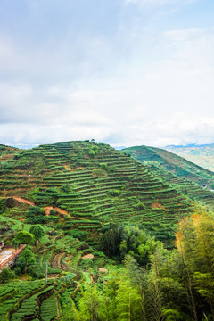 茶山风光