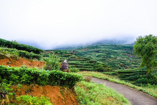 茶山风光