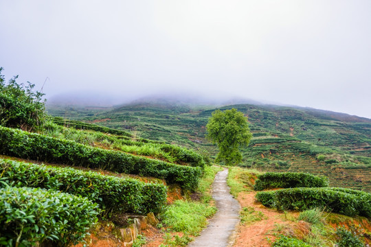 茶山茶园