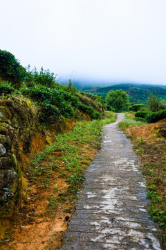 茶山茶园小路