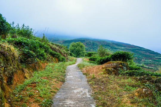 茶山茶园小路