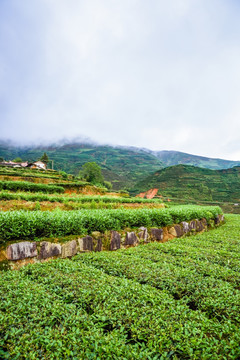 茶山茶园