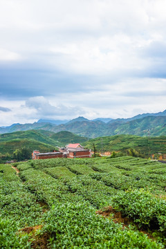 茶山茶园