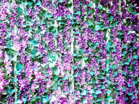 花墙 花卉 植物