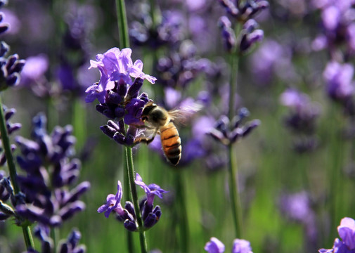 薰衣草和蜜蜂