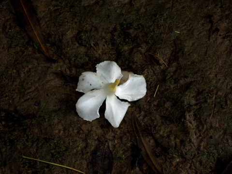 落地白花